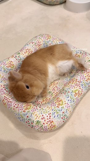 Adorable Baby Bunny Eggie Sleeping in Bed
