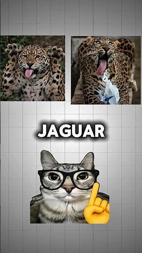 Leopard vs Jaguar — You've Been Getting This Wrong Too 😳#wildlifeentertainment #facts