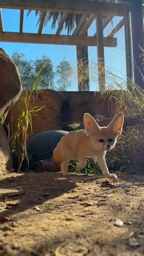 *𝘴𝘤𝘶𝘳𝘳𝘺𝘪𝘯𝘨 𝘪𝘯𝘵𝘦𝘯𝘴𝘪𝘧𝘪𝘦𝘴* The fennec fox is a desert omnivore. At the Zoo, we satisfy Phineas and Flynn the fennec foxes’ carnivorous inclinations with pre-unalived mice for them to munch on. 📸: Keeper Ariel Alt-text: Flynn the fennec fox chows down on mice tossed to him by Keeper Ariel before hustling back into a hiding place in his habitat in this reel. | Santa Barbara Zoo