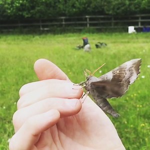 Look at this amazing slow-mo video of a poplar hawk moth taking off! This huge moth can have a wingspan of up to 9cm. Look out for them on low heathland and moorland, fens, woodland, parks and gardens. video from Jody Cornfield | Berks, Bucks and Oxon Wildlife Trust - BBOWT