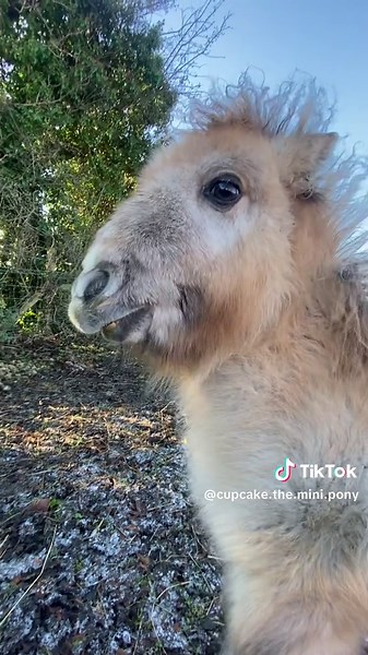 For everyone who thought she’s a donkey ❌ she is a #miniatureshetlandpony 🤣#comments #babyhorse #viralvideos #foryoupage