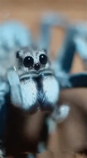 🕷️ He's Washing His Face! HD Capture of Blue Spider's Cleaning Ritual!#spider#grooming#cuteanimal