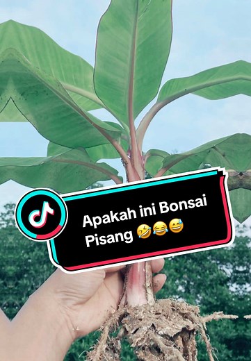 Dapet pohon pisang imut kali, exsekusi dong 🤣😂😅 #bonsaipisang