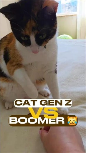 Gen Z cat vs 17yo Boomer cat reacting to treats 😂