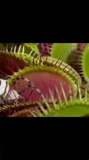 Venus flytrap vs spider | #carnivorousplants