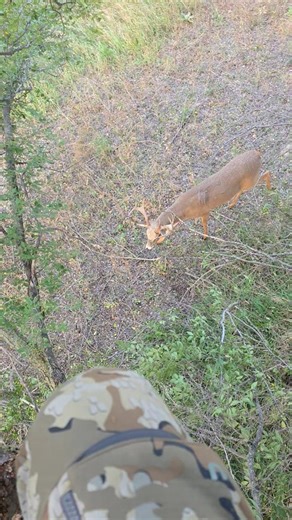How has deer movement been where you are? The farmers are still working on getting the corn out here in the Midwest, that will help a lot, but for now it's still pretty slow. This buck was taking a pretty big gamble walking right under my stand, he's lucky I was feeling generous. Hoping for a big cold front soon! | Bowhunter Magazine
