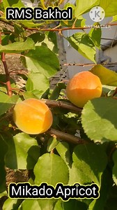 Mikado Apricot Harvest – May 2025 RMS Orchard, Bakhol (6900 ft) leads the season! While most orchards in Himachal are still waiting for fruit to ripen, Mikado apricots at RMS Orchard, Bakhol are already harvested and headed to the market in the first week of May 2025. Harvest Period: May 1st–6th, 2025 Yield: Estimated 1000 kg from 20 trees Market: Ludhiana, Punjab Price Range: ₹200–₹250 per kg (size ka anusar) big size big money... What makes Mikado special? The earliest ripening apricot at high