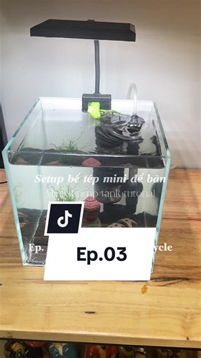 Ep.03 | Vào nước và chạy cycle | Mini shrimp tank tutorial 🦐🦐🦐 #aquarium #shrimp #thuysinh #beca #tepcanh