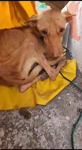 Rescue Dogs Rock NYC on Reels