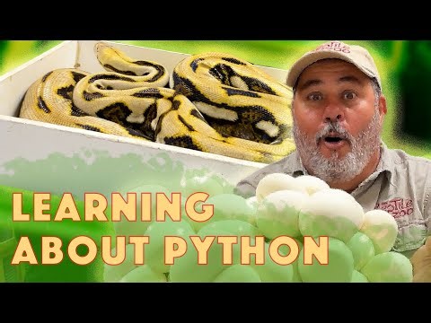 A Unique Jumpy Python Just Laid Eggs🤩