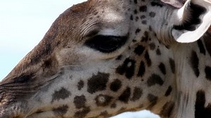 Maasai Giraffe Head Part Body Close Stock Footage Video (100% Royalty-free) 1042290859 | Shutterstock