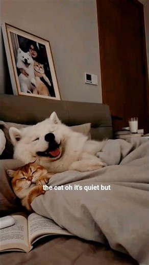 Dogs & Cats Playing on Phones Is Too Cute 🐱💕 #animals #shorts