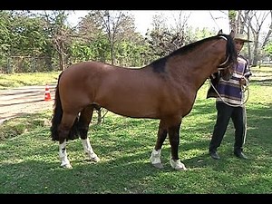 El caballo de raza chilena