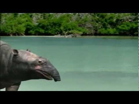 Extinct mammals: The Moeritherium