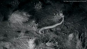 Desert kangaroo rats ninja-kick snakes trying to attack them: VIDEO
