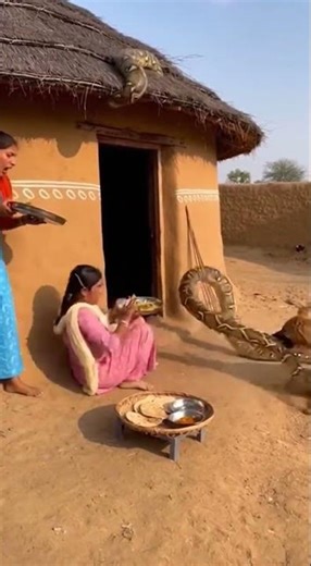 Women Eating Python on Roof Then Dog Shocking Twist Revealed #viral #wildlife #pets