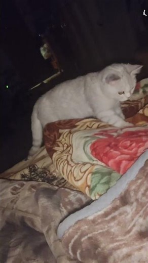 Sneaky Cat Looking for Feet to Bite at Night 😹 | Crazy Cat Moments