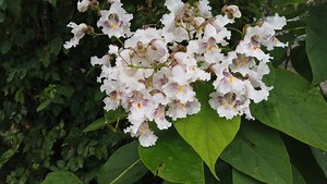 Catalpa flowers in hot and sultry summer day