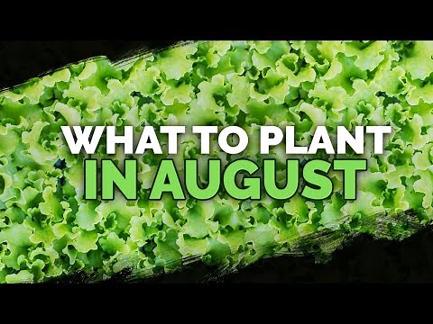 Zone by Zone: What to Plant in August