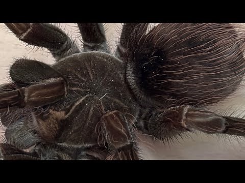 Meet the purple bloom tarantula