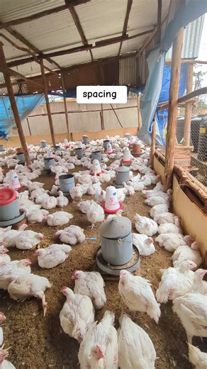 broiler farming Uganda Overcrowding; creates a breeding ground for pathogens. -Proper spacing improves air circulation, which lowers ammonia levels and moisture in the litter, significantly reducing the risk of respiratory infections, Coccidiosis, and footpad dermatitis. Stress Reduction: Crowded environments trigger stress hormones like cortisol, which suppresses the birds' immune systems. Spaced-out birds exhibit less aggression, such as feather pecking and cannibalism, and remain calmer. Reso