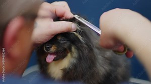 trimming spitz in grooming salon, professional groomer is cutting hair of little puppy