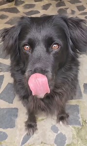 Cosas sobre mi: #labrador #labradorita #labradore #labradora #labradormix #labradorworld | tinasteff