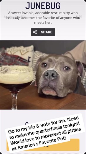 Help me make the quarterfinals to move on and win America’s Favorite Pet! Any monetary donations go to PAWS!! Help JuneBug out and a great cause. We appreciate your support. #pitbull #americasfavoritepetcontest #pitbulllove @Natalie @Paws of Toledo @PAWS Friend Network @Paws dogs rescue 🛟 @PAWS