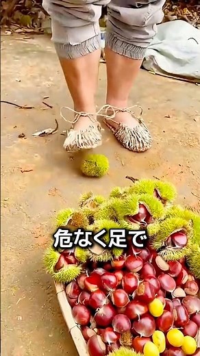 Why chestnuts split open in autumn