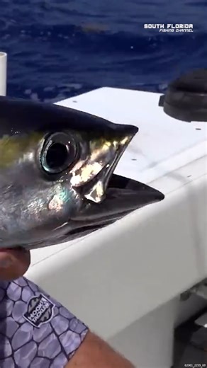 Reeling in GOOD Fish in the Keys #mahimahi #tuna #fishingday | South Florida Fishing Channel
