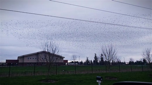 European starlings are an invasive species in North America that cause significant ecological harm. They aggressively displace native cavity nesting birds, like woodpeckers, damage crops, and spread disease to wildlife and livestock. Because they have no natural population controls here and reproduce rapidly, targeted population management is a necessary conservation tool. Responsible control helps protect native species, preserve biodiversity, and reduce long term environmental and economic dam