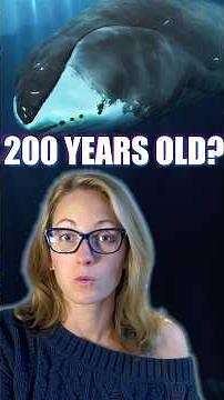 The 200-Year-Old Whale Swimming Beneath Arctic Ice