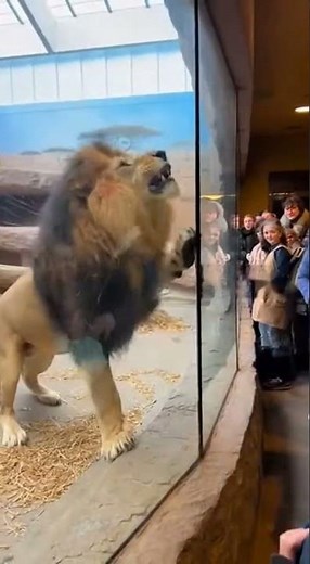 🔥 Lion Broke The Glass! Everyone Got Scared! 😱🦁