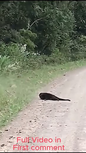 Heart-Stopping Moment: Baby Monkey Plunges from a Tall Tree | Cute Babies Monkey