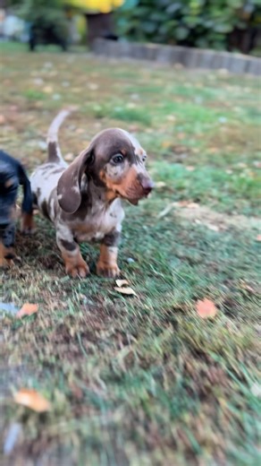Z kamerą wśród zwierząt :D #jamnik #jamnikminiaturowy #merle #jamnikmerle #merledachshund #dachshund #puppylove #puppylove | Milajki FCI