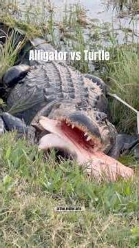 American Alligator preys on a soft shell turtle #florida #wildlife #gator #jacare