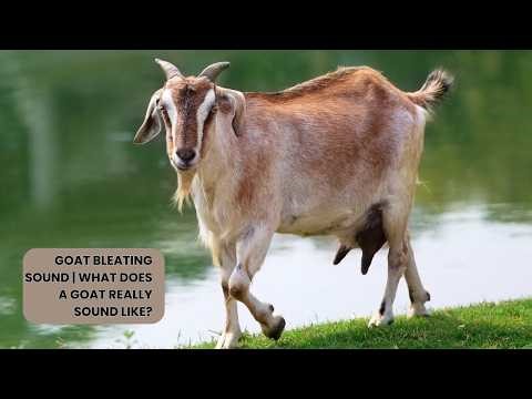 Goat Bleating Sound | What Does a Goat Really Sound Like?