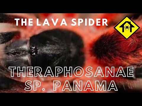 Theraphosinae sp panama AKA The lava spider!