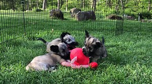 That chair had it coming! Skye Terrier puppies working on rearranging their playpen. Learn more about Skye Terriers here: https://www.westminsterkennelclub.org/breeds/skye-terrier #WKCPuppyTails | Westminster Kennel Club Dog Show