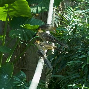 We're eggcited to announce that two Guira cuckoo chicks hatched in the Aquarium's Amazon Rainforest habitat! 🐣 Guira cuckoos breed communally and can be sometimes seen huddling close to one another or even on top of each other; the Amazon gallery is home five of these unique birds so keep your eyes peeled. | Audubon Aquarium