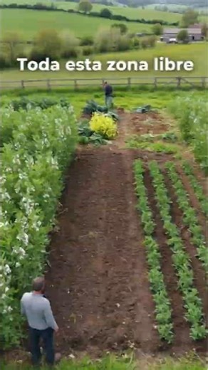Freeing up space in the garden for new crops