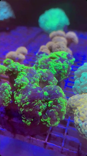 Coral Sensation in Your Saltwater Aquarium