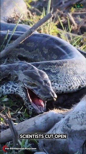 Scientists Cut Open an 18-Foot Python and Found a 5-Foot Gator Inside. #documentary#usashorts#fyp