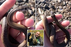 Little girl unknowingly handles one of the world's deadliest snakes in nail-biting video