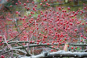 Top roses to grow for rosehips | Gardens Illustrated