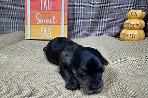 Duke - Yorkiepoo Puppy D3ECCE