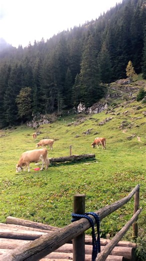 Alpine summer pasture Schiirboden📍Stechelberg,CH #swisscheese #swissfarm #alpinepasture