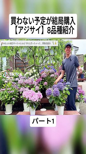 買わない予定が結局購入【アジサイ】8品種紹介 #1 #園芸 #家庭菜園 #育て方 #アジサイ #剪定 #お礼肥 #肥料 #DIY #garden #foryoupage❤️❤️ #fyp #fyf