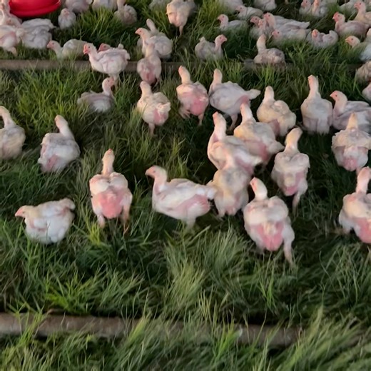 Real pasture-raised meat — not grocery store “free-range.” Wild Pastures delivers: • Grass fed & finished beef • Pasture-raised chicken • From American family farms • Up to 40% less per pound 🎁 20% off for life $15 off your first box 👉 Get your first box today | Wild Pastures