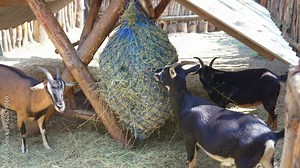a goat in a petting zoo pen or on a farm. Modern parks with animals for children.